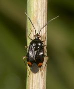 Blomstertæge - Deraeocoris ruber